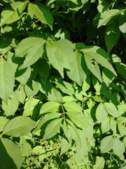 Euonymus alatus