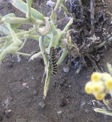 Vanessa virginiensis