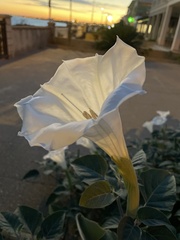Datura