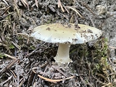 Agaricales