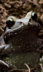 Leptodactylus
