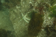 Evasterias troschelii