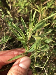 Dichanthelium