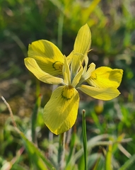 Moraea papilionacea