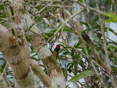 Ramphocelus nigrogularis