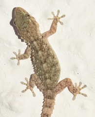Tarentola mauritanica