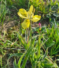 Moraea papilionacea