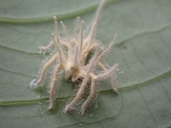 Akanthomyces
