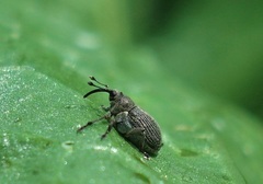 Ceutorhynchus assimilis