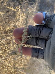 Atriplex polycarpa