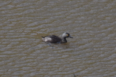 Tachybaptus dominicus