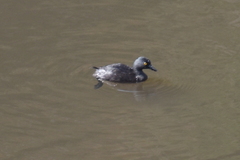 Tachybaptus dominicus