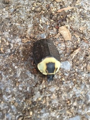 Necrophila americana