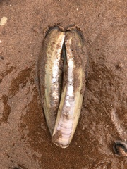 Ensis