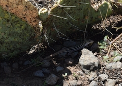 Aspidoscelis uniparens