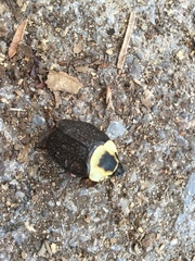 Necrophila americana