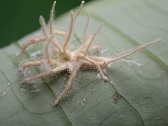 Akanthomyces