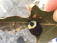 Necrophila americana