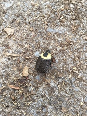 Necrophila americana
