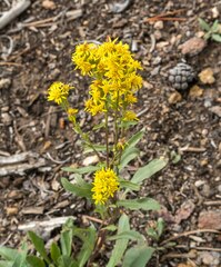 Solidago simplex