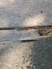 Plestiodon fasciatus