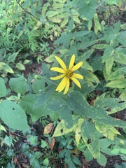 Helianthus strumosus