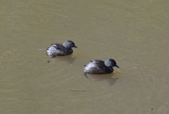 Tachybaptus dominicus