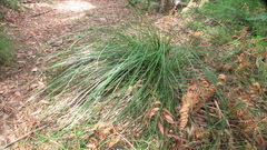 Xanthorrhoea macronema