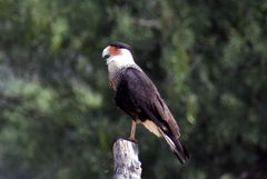 Caracara plancus