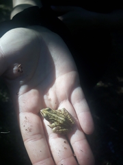 Rana arvalis