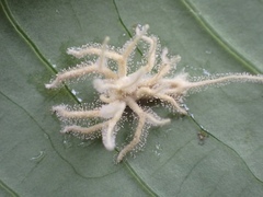 Akanthomyces