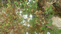 Tripleurospermum maritimum