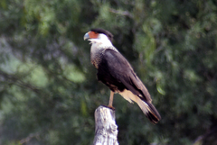 Caracara plancus