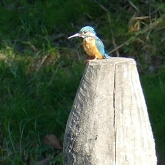 Alcedo atthis