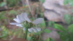 Tripleurospermum maritimum