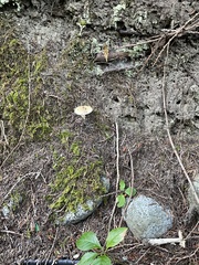 Agaricales