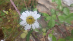 Tripleurospermum maritimum