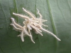 Akanthomyces