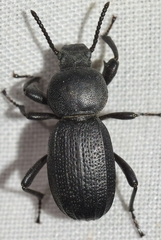 Scaurus uncinus