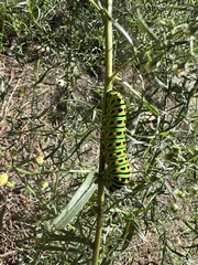 Papilio machaon bairdii