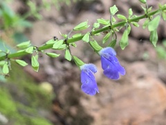 Salvia