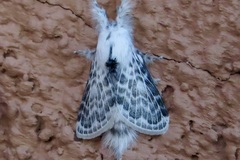 Apotolype brevicrista