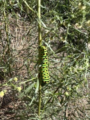 Papilio machaon bairdii