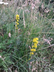 Solidago