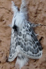 Apotolype brevicrista