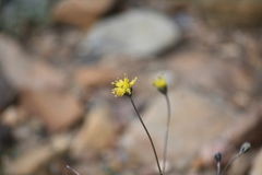Hymenopappus filifolius lugens