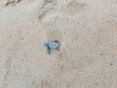 Lepidochelys olivacea