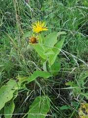 Inula helenium