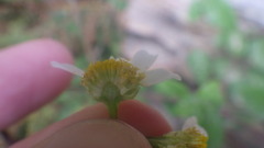 Tripleurospermum maritimum