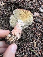 Russula paludosa